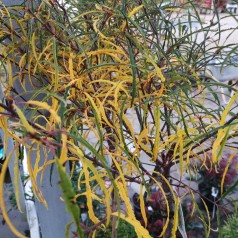 Rhamnus frangula Asplenifolia / Trådbladet Tørstetræ