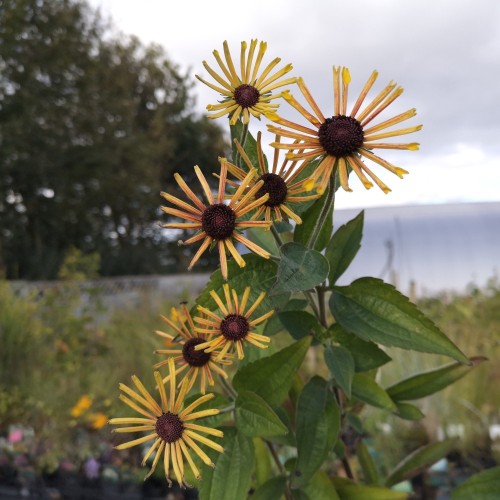 Rudbeckia subtomentosa Henry Eilers - Solhat