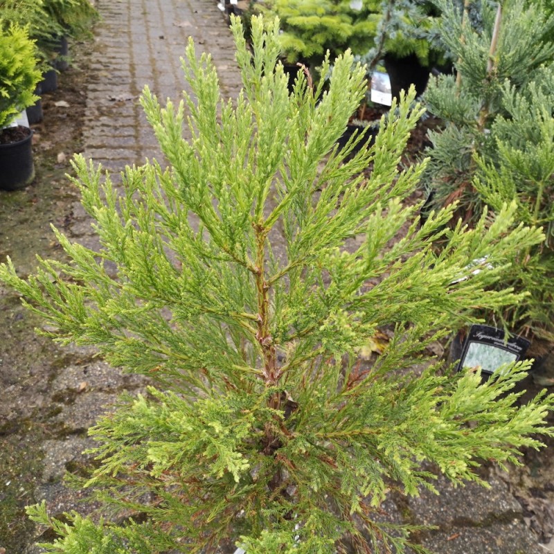 Sequoiadendron Giganteum - Mammuttræ / 50-60 cm.