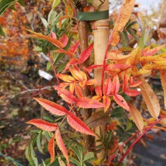 Sorbus commixta Dodong - Koreansk Røn - 125-150 cm.