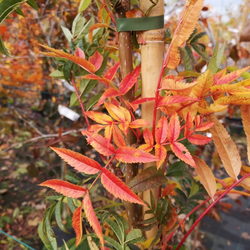 Koreansk Røn 125-150 cm. - Sorbus commixta Dodong
