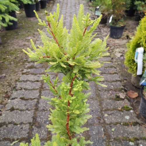 Taxodium distichum Pevé Minaret - Sumpcypres / 30-40 cm.