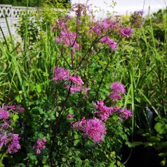 Thalictrum hybrid Little Pinkie - Violfrøstjerne