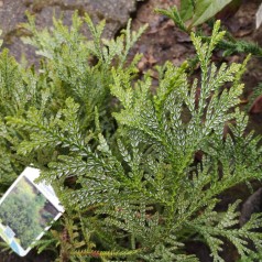 Thujopsis dolobrata - Hønsebenstræ / 30-40 cm.