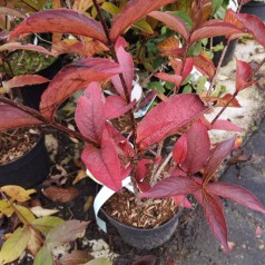 Weigela hybrid Bristol Ruby - Klokkebusk