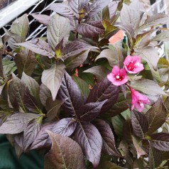 Weigela hybrid Bristol Ruby - Klokkebusk