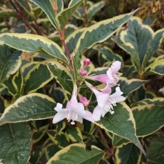 Weigela florida Nana Variegata - Klokkebusk