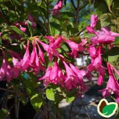 Weigela florida Pink Princess - Klokkebusk