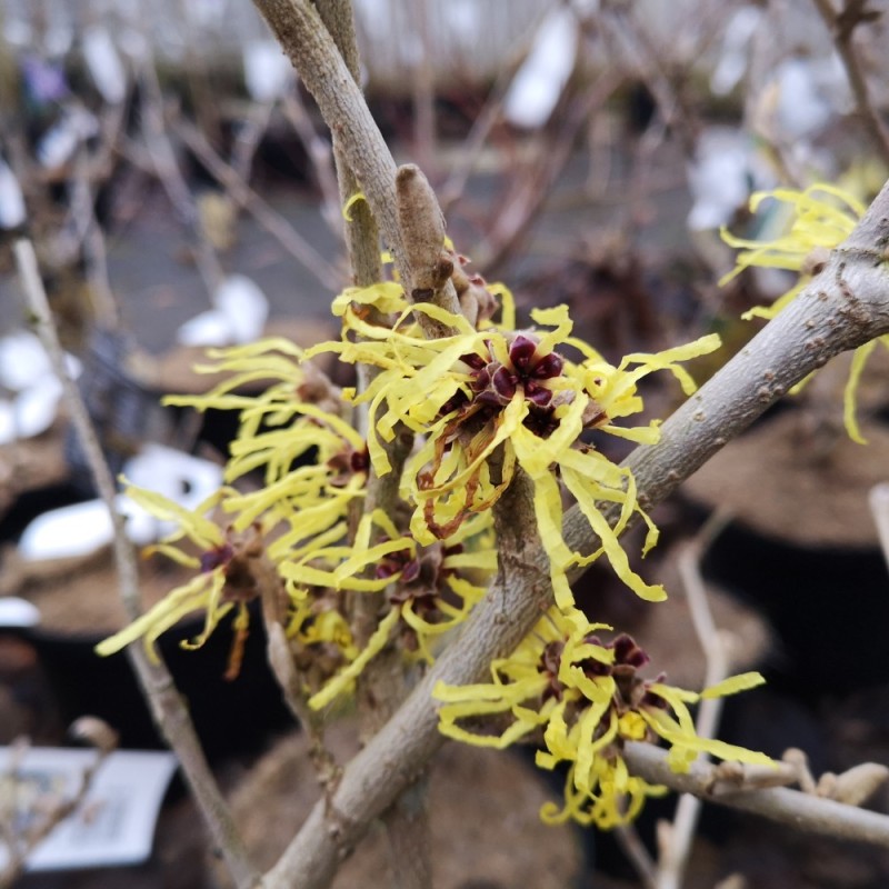 Hamamelis intermedia Pallida / Troldnød