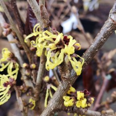 Hamamelis intermedia Pallida / Troldnød