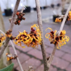 Hamamelis intermedia Orange Beauty / Troldnød