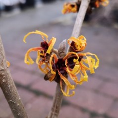 Hamamelis intermedia Orange Beauty / Troldnød