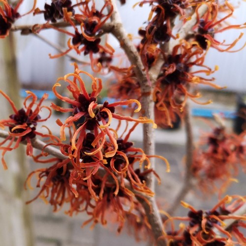 Hamamelis intermedia Jelena / Troldnød