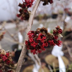 Hamamelis intermedia Diana / Troldnød