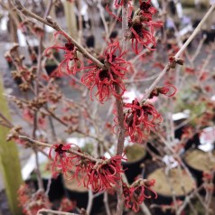 Hamamelis intermedia Rubin / Troldnød