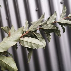 Elaeagnus umbellata - Skærmsølvblad