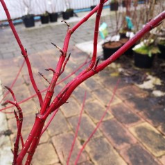 Cornus alba Sibirica / Rødgrenet Kornel