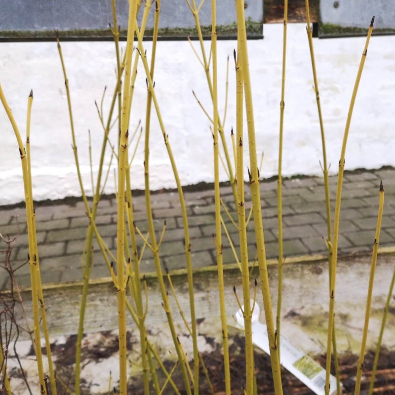 Cornus sericea Flaviramea - Gul Kornel
