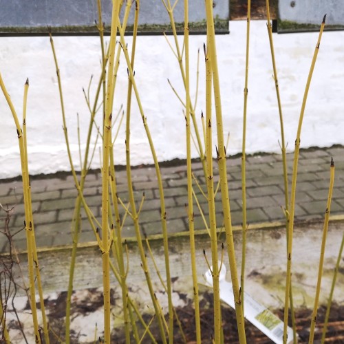 Cornus sericea Flaviramea - Gul Kornel