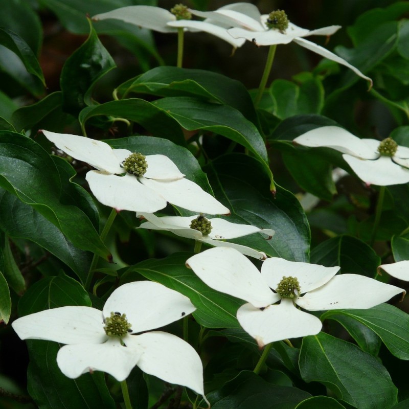 Cornus kousa Chinensis - Koreakornel - 175-200 cm.