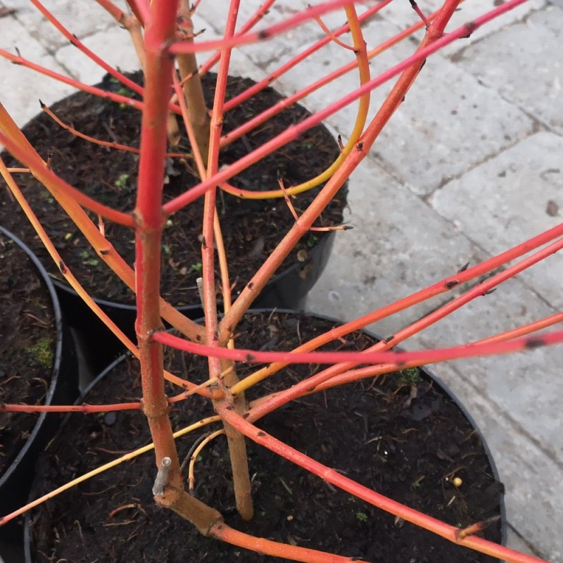 Cornus sanguinea Midwinter Fire - Kornel