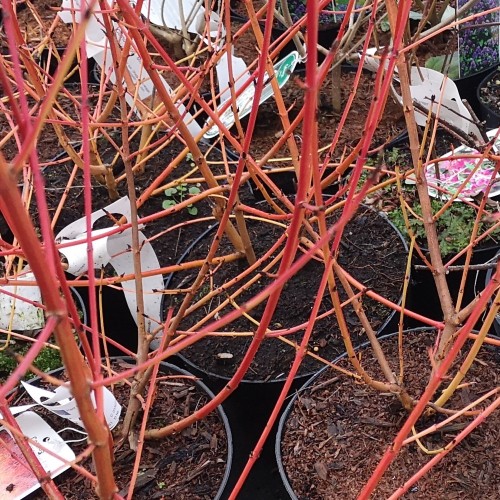 Cornus sanguinea Winter Beauty