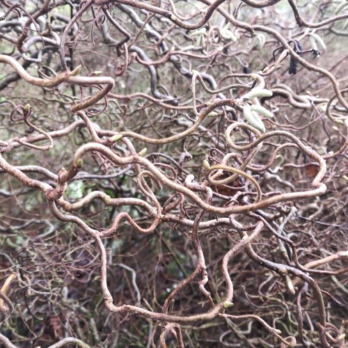 Corylus avellana Contorta - Troldhassel
