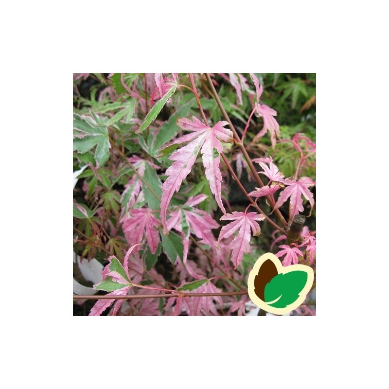 Acer palmatum Taylor / Japansk Løn / Japansk Ahorn