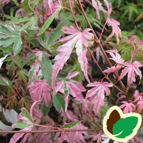 Acer palmatum Taylor / Japansk Løn / Japansk Ahorn