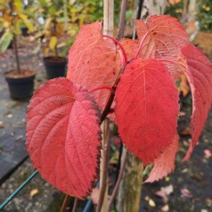 Davidia involucrata - Duetræ