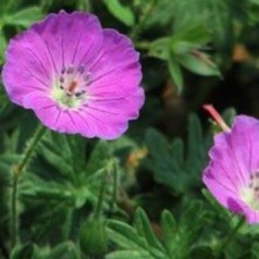 Geranium hybrid Pink Penny / Storkenæb