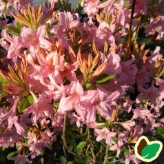 Rhododendron knaphill Soir de Paris - Haveazalia
