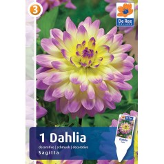 Dahlia Decorative Sagitta / Georgin