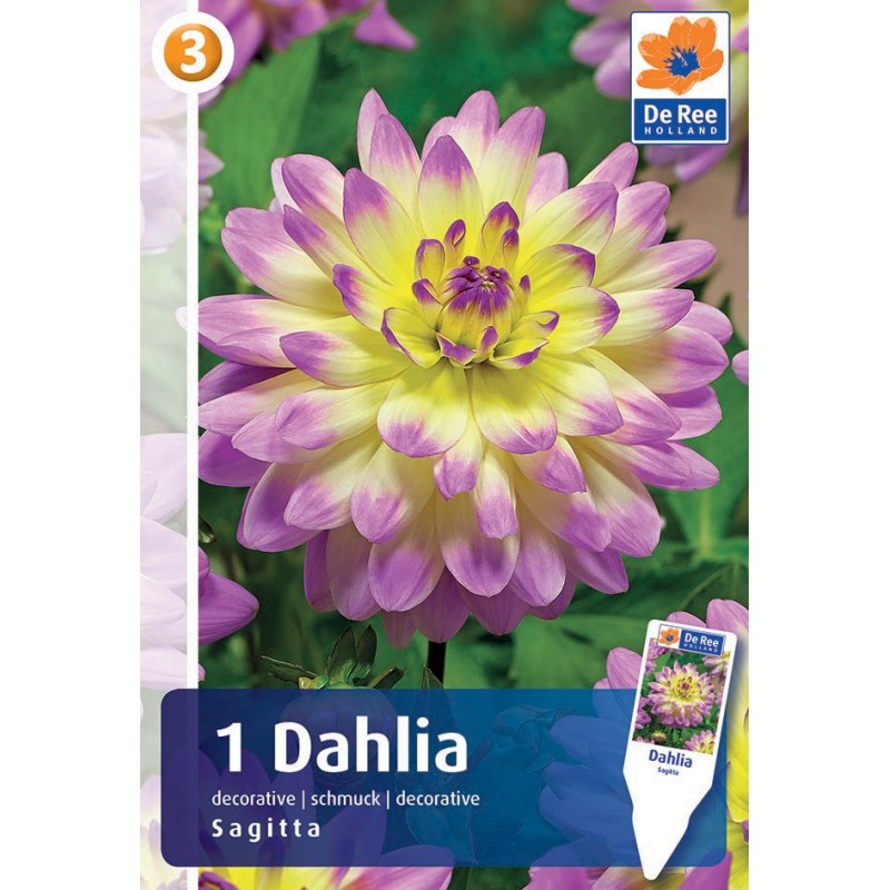 Dahlia Decorative Sagitta / Georgin