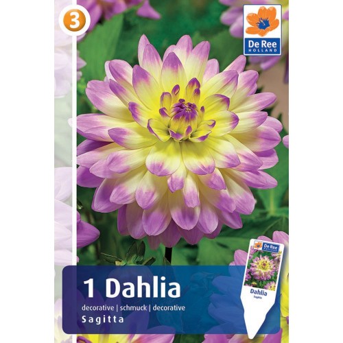 Dahlia Decorative Sagitta / Georgin