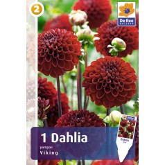 Dahlia Pompon Viking