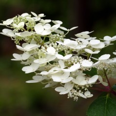 Hydrangea paniculata Early Sensation