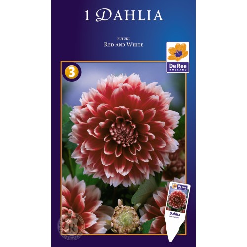 Dahlia Fubuki Red-White