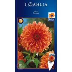 Dahlia Fubuki Orange