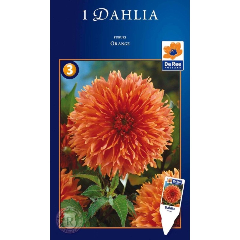 Dahlia Fubuki Orange