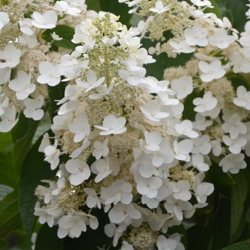 Hydrangea paniculata Magical Fire / Syrenhortensia