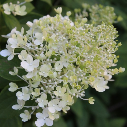 Hydrangea paniculata Unique / Træagtig Hortensia