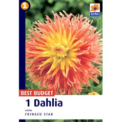 Dahlia Cactus Fringed Star / Georgin - 1 løg