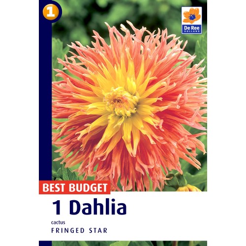 Dahlia Cactus Fringed Star / Georgin - 1 løg