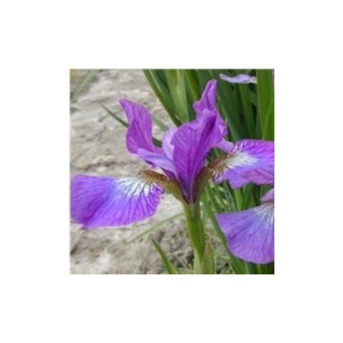 Iris sibirica hybrid Sparkling Rose / Iris