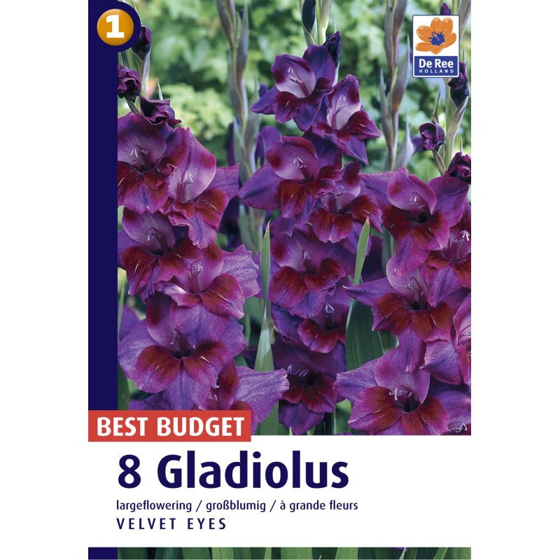 Gladiolus Velvet Eyes