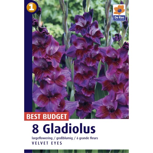 Gladiolus Velvet Eyes