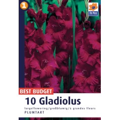 Gladiolus Plumtart