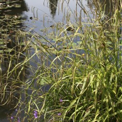 Carex pendula / Kæmpe Star