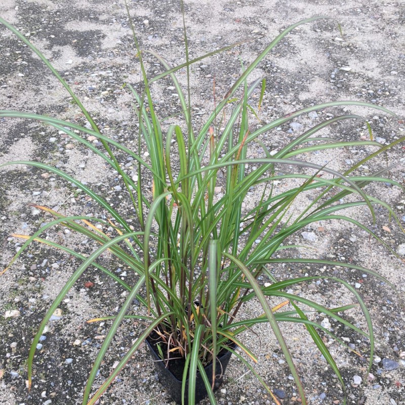 Miscanthus sinensis David - Elefantgræs